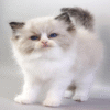 Hennessy is a Graceful Ragdoll Handsome Kitten