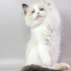 Ragdoll Kitten in a Soft Fluffy Fur Coat Fantik