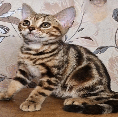Cute American Shorthair Kitty in a Luxurious Fur Coat