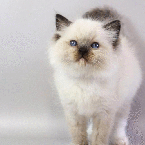 Haritosha is an Elegant Ragdoll Kitten