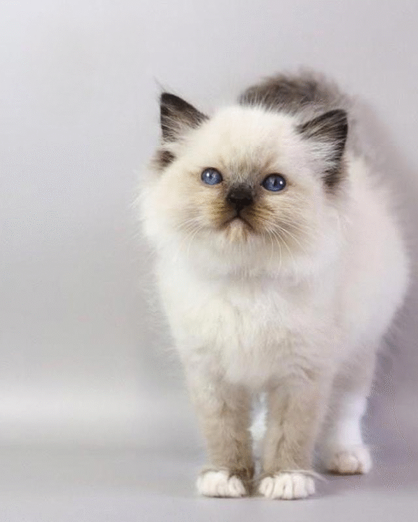 Haritosha is an Elegant Ragdoll Kitten
