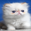 Boryusik — Persian Cat іs Waiting for His Family