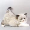 Hennessy is a Graceful Ragdoll Handsome Kitten