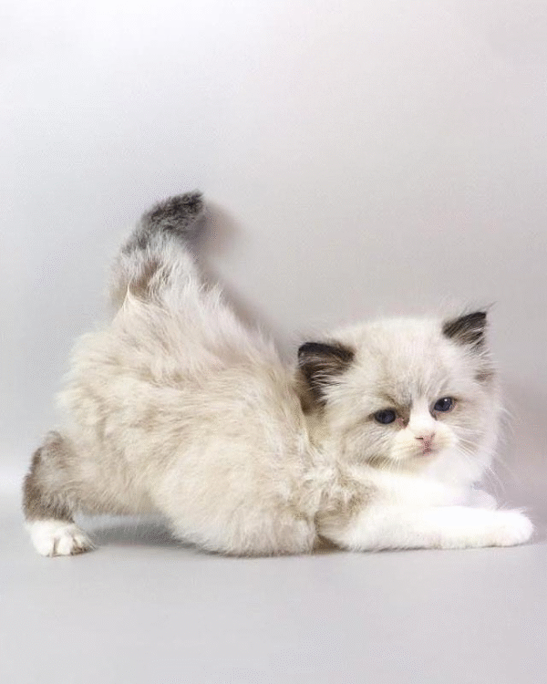 Hennessy is a Graceful Ragdoll Handsome Kitten