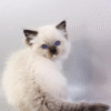 Haritosha is an Elegant Ragdoll Kitten