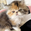 Tame and Playful Persian Beauty in a Bright Tortoiseshell White Outfit Ornella