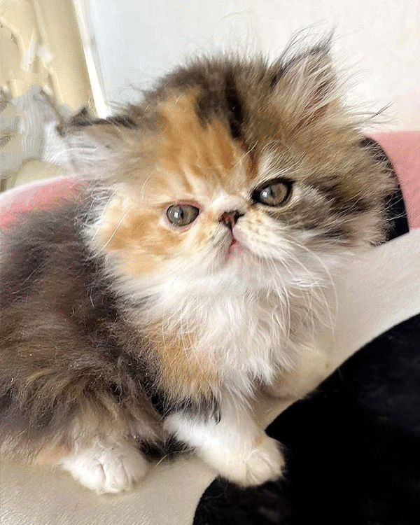 Tame and Playful Persian Beauty in a Bright Tortoiseshell White Outfit Ornella