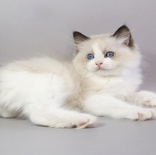 Ragdoll Kitten in a Soft Fluffy Fur Coat Fantik