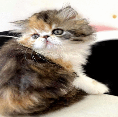 Tame and Playful Persian Beauty in a Bright Tortoiseshell White Outfit Ornella