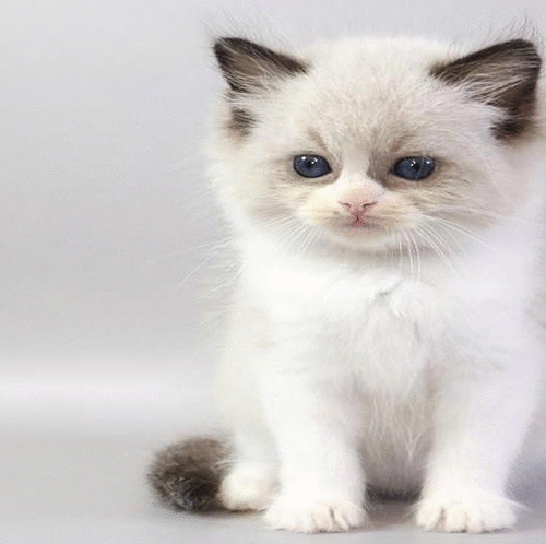 Hector is a Cute Ragdoll Kitten in a Luxurious Fur Coat