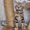 Cute American Shorthair Kitty in a Luxurious Fur Coat