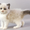 Hector is a Cute Ragdoll Kitten in a Luxurious Fur Coat