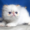 Boryusik — Persian Cat іs Waiting for His Family