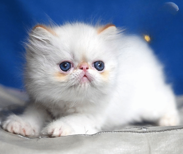 Boryusik — Persian Cat іs Waiting for His Family
