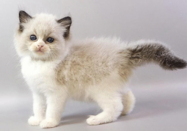 Hector is a Cute Ragdoll Kitten in a Luxurious Fur Coat